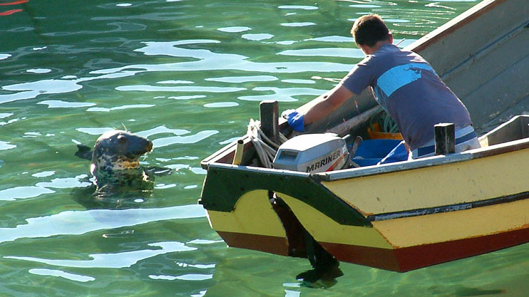 Newquay Harbour seals Newquay Harbour seals